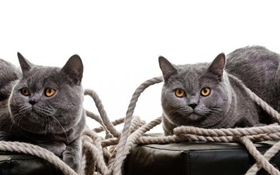 卡爾特貓性格怎么樣 卡爾特貓性格介紹