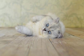 英國長毛貓好養(yǎng)嗎 英國長毛貓飼養(yǎng)技巧