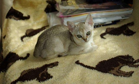 新加坡貓不能吃什么 新加坡貓禁忌食物介紹