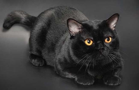 孟買貓應(yīng)該怎么養(yǎng) 孟買貓喂養(yǎng)指南