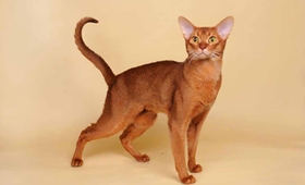 阿比西尼亞貓好養(yǎng)嗎 阿比西尼亞貓喂養(yǎng)知識(shí)