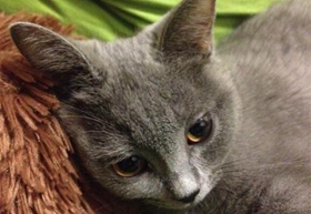 怎么給沙特爾貓清理耳垢 沙特爾貓耳垢清理辦法