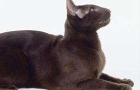 哈瓦那棕貓?jiān)趺答B(yǎng) 哈瓦那貓飼養(yǎng)方法