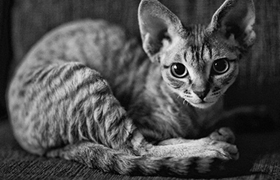 柯尼斯卷毛貓貓糧怎么挑 柯尼斯卷毛貓貓糧挑選方法