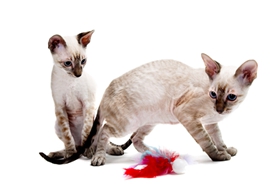 柯尼斯卷毛貓?jiān)趺答B(yǎng) 柯尼斯卷毛貓養(yǎng)護(hù)知識(shí)