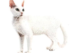 德文卷毛貓好養(yǎng)嗎 注意規(guī)律喂食