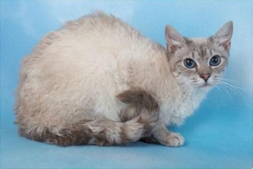 拉邦貓性格好不好 拉邦貓性格介紹