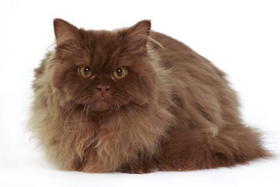 英國長毛貓不能吃什么 英國長毛貓禁忌食物