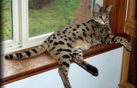 熱帶草原貓幼貓怎么養(yǎng) 幼貓飼養(yǎng)注意事項