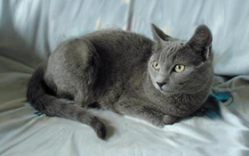 沙特爾貓怎么養(yǎng) 沙特爾貓飼養(yǎng)方法