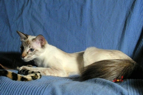 巴厘貓可以吃西瓜嗎 巴厘貓西瓜攝入量介紹