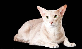 東方貓吃什么 東方貓喂食要求