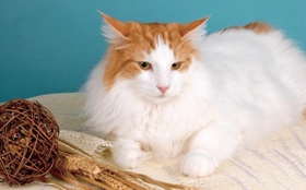 威爾斯貓毛發(fā)怎么護(hù)理 威爾斯貓毛發(fā)日常護(hù)理