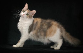 拉邦貓怎么護毛 拉邦貓毛發(fā)護理方法