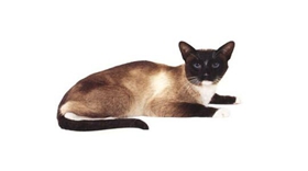 雪鞋貓吃什么 雪鞋貓飼養(yǎng)心得介紹