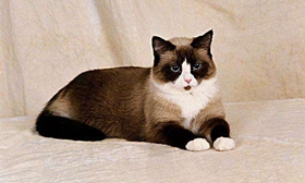 雪鞋貓毛發(fā)如何護(hù)理 雪鞋貓毛發(fā)護(hù)理方法