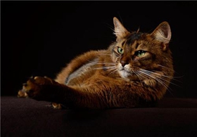 索馬里貓好養(yǎng)嗎 飼養(yǎng)索馬里貓注意事項(xiàng)