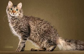 拉邦貓好養(yǎng)嗎 拉邦貓飼養(yǎng)細節(jié)