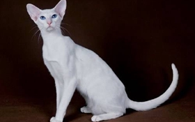 東方貓怎么養(yǎng) 東方貓喂養(yǎng)指南