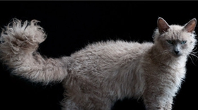 拉邦貓怎么養(yǎng) 拉邦貓飼養(yǎng)技巧