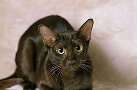 哈瓦那貓性格如何 哈瓦那棕貓性格介紹