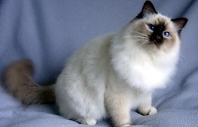 雪鞋貓怎么養(yǎng) 雪鞋貓飼養(yǎng)方法