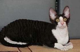 柯尼斯卷毛貓掉毛怎么辦 柯尼斯卷毛貓掉毛嚴(yán)重原因