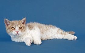 塞爾凱克卷毛貓性格怎么樣 塞爾凱克卷毛貓性格介紹