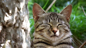 威爾斯貓好養(yǎng)嗎 威爾斯貓生活習(xí)性介紹