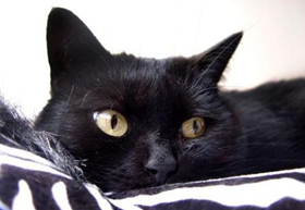 孟買貓吃什么水果 孟買貓水果食用推薦