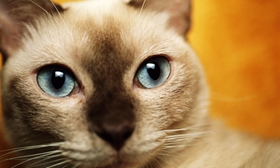 東奇尼貓性格怎么樣 東奇尼貓性格介紹