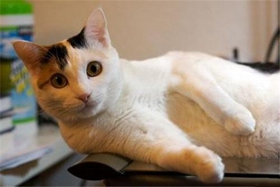 日本短尾貓掉毛怎么辦 日本短尾貓掉毛解決辦法