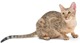 養(yǎng)威爾斯貓要注意什么 威爾斯貓飼養(yǎng)注意事項(xiàng)