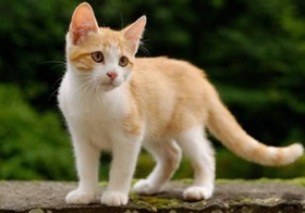 土耳其梵貓怎么洗澡 土耳其梵貓洗澡步驟