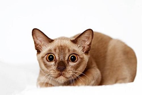 緬甸貓幼貓?jiān)趺答B(yǎng) 幼貓飼養(yǎng)注意事項(xiàng)