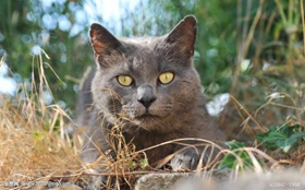 卡爾特貓好養(yǎng)嗎 卡爾特貓飼養(yǎng)手冊