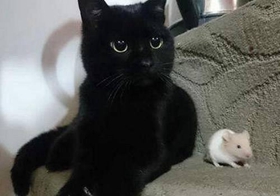 孟買貓好養(yǎng)嗎 孟買貓飼養(yǎng)心得介紹