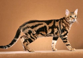 奧西貓毛發(fā)怎么護理 奧西貓毛發(fā)護理方法