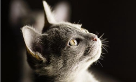 科拉特貓能吃什么水果 水果可幫助科拉特貓消化