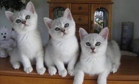 波米拉貓多大可以洗澡 波米拉貓洗澡注意事項(xiàng)