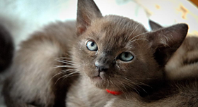 緬甸貓吃什么 緬甸貓飲食介紹