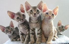 德文卷毛貓養(yǎng)護注意什么 德文卷毛貓養(yǎng)護注意事項