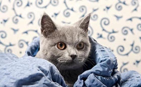 卡爾特貓怎么美容 卡爾特貓美容方法