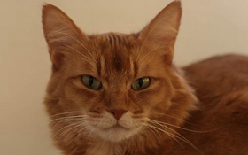 索馬里貓?jiān)趺聪丛?索馬里貓洗澡方法