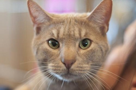 奧西貓?jiān)趺答B(yǎng) 奧西貓喂食方法