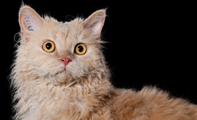 塞爾凱克卷毛貓好養(yǎng)嗎 塞爾凱克卷毛貓養(yǎng)護知識