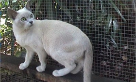 東奇尼貓好養(yǎng)嗎 東奇尼貓飼養(yǎng)經(jīng)驗(yàn)