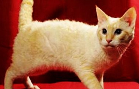 拉邦貓幼貓一天吃幾頓 喂食定時定量