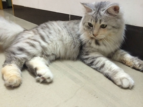 挪威森林貓掉毛嚴(yán)重嗎 挪威森林貓飼養(yǎng)細(xì)節(jié)