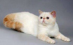 如何養(yǎng)胖加菲貓 加菲貓飼養(yǎng)注意事項(xiàng)